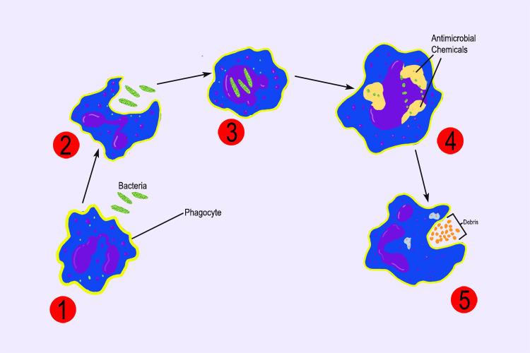 Diagram showing the stages a phagocyte white blood cell destroying pathogens through phagocytosis